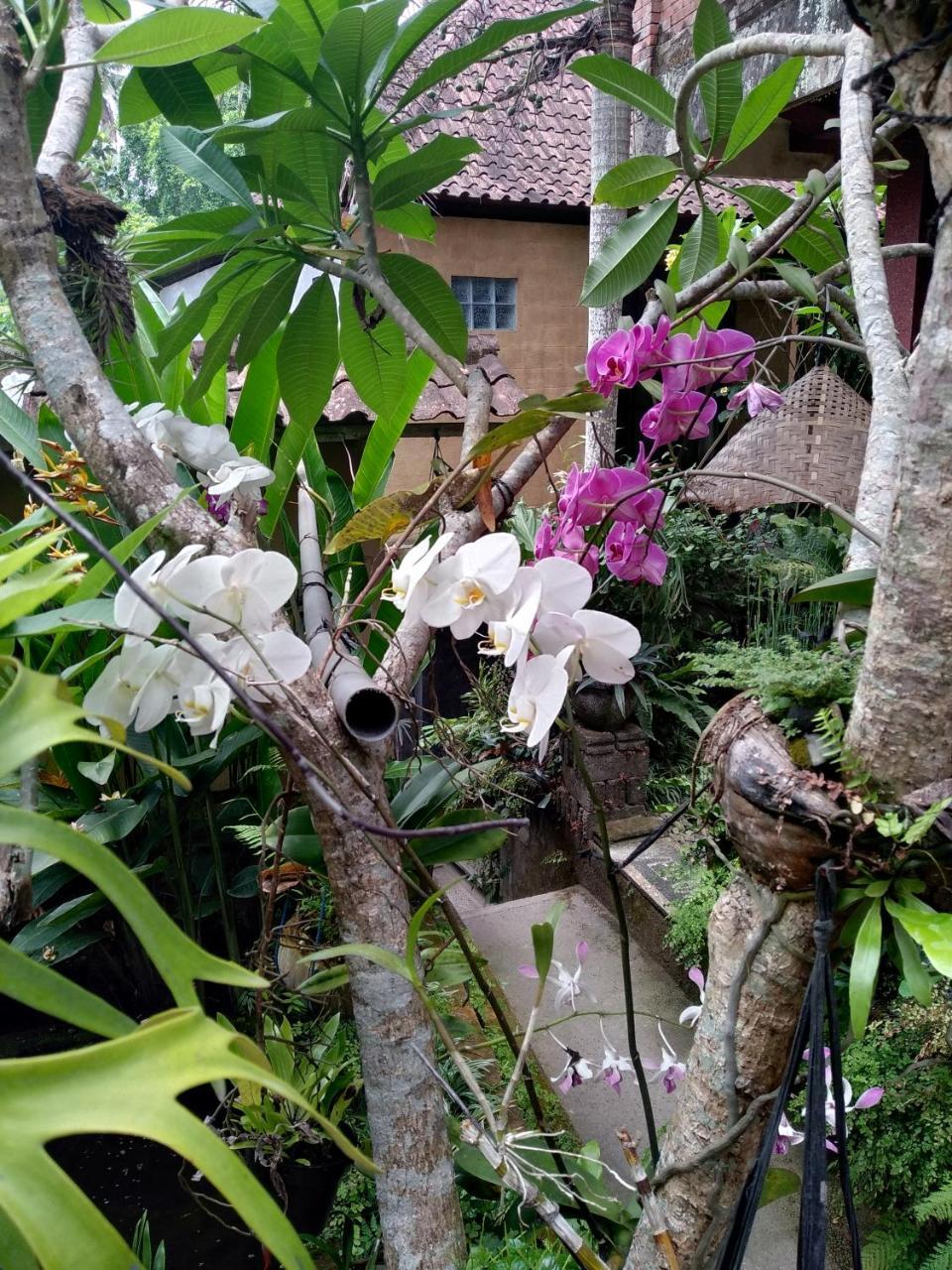 Umah Ubud Guest House Εξωτερικό φωτογραφία